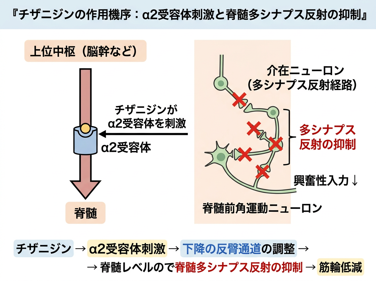 チザニジンの作用機序:α2受容体刺激と脊髄多シナプス反射の抑制