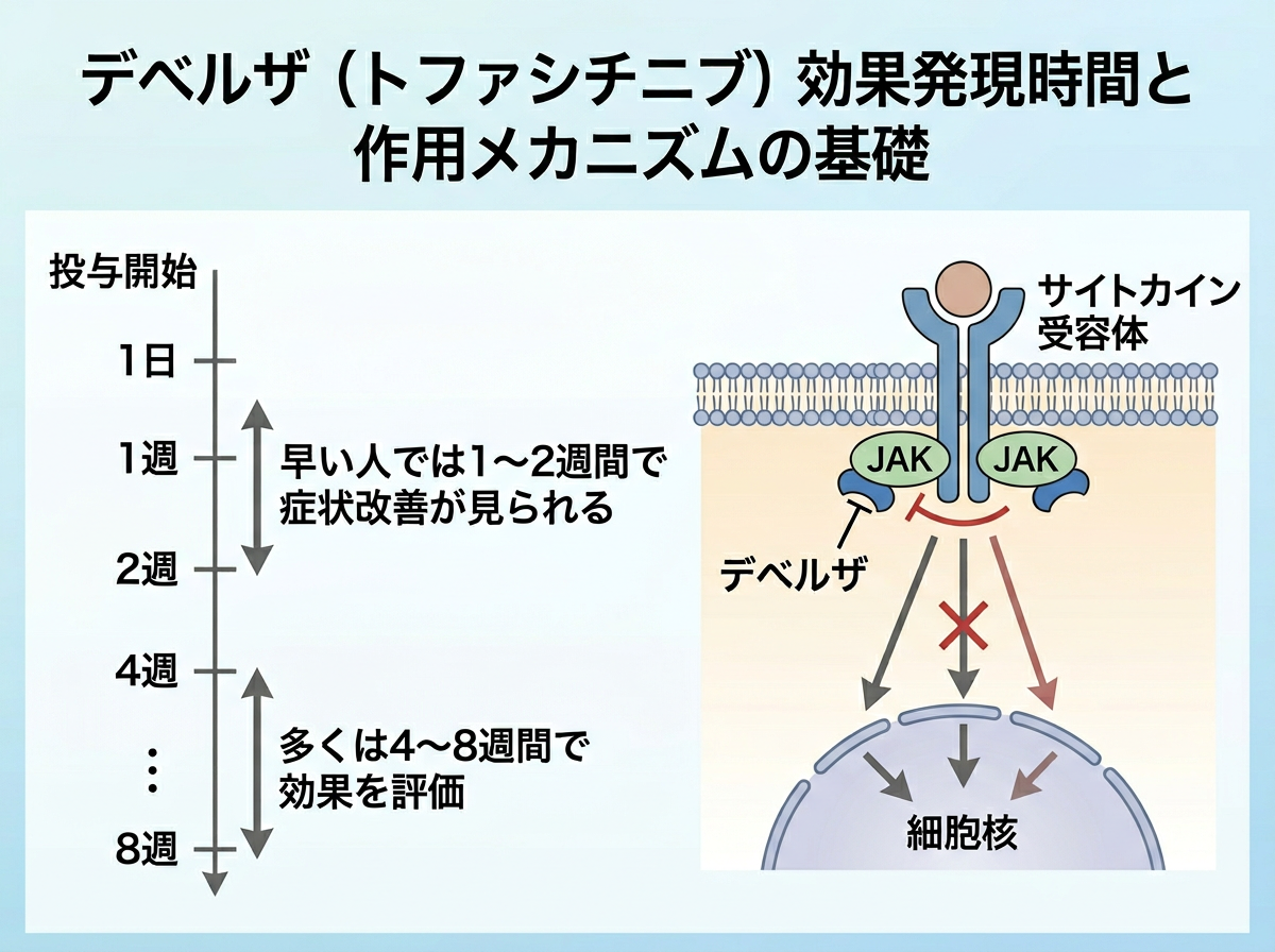 デベルザの効果発現時間と作用メカニズムの基礎