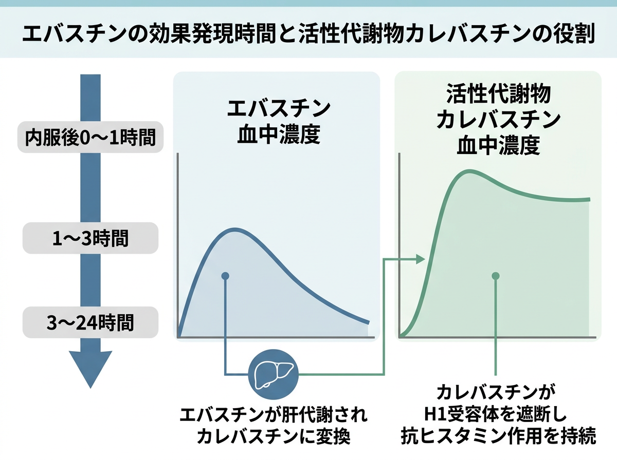 エバスチンの効果発現時間と活性代謝物カレバスチンの役割