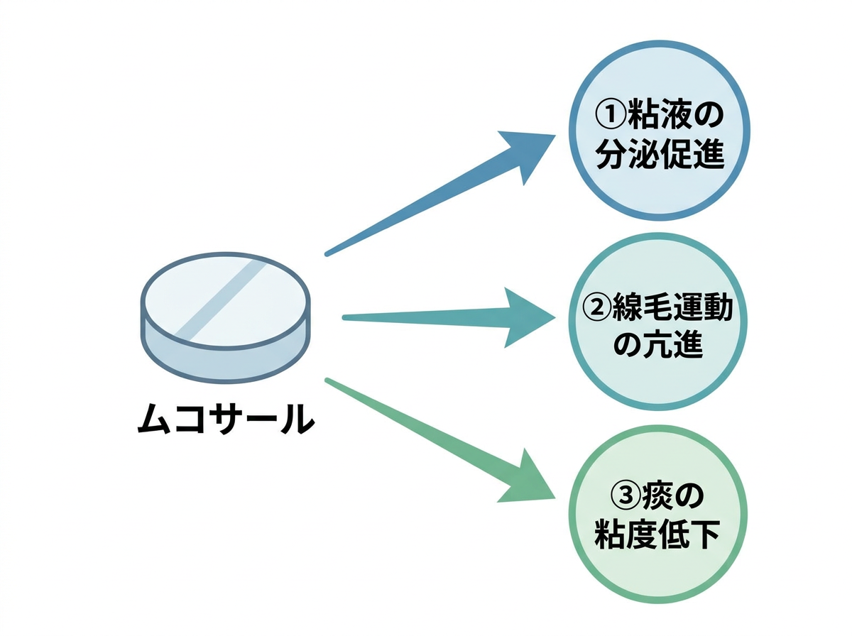 ムコサールの効果を生む3つの作用機序