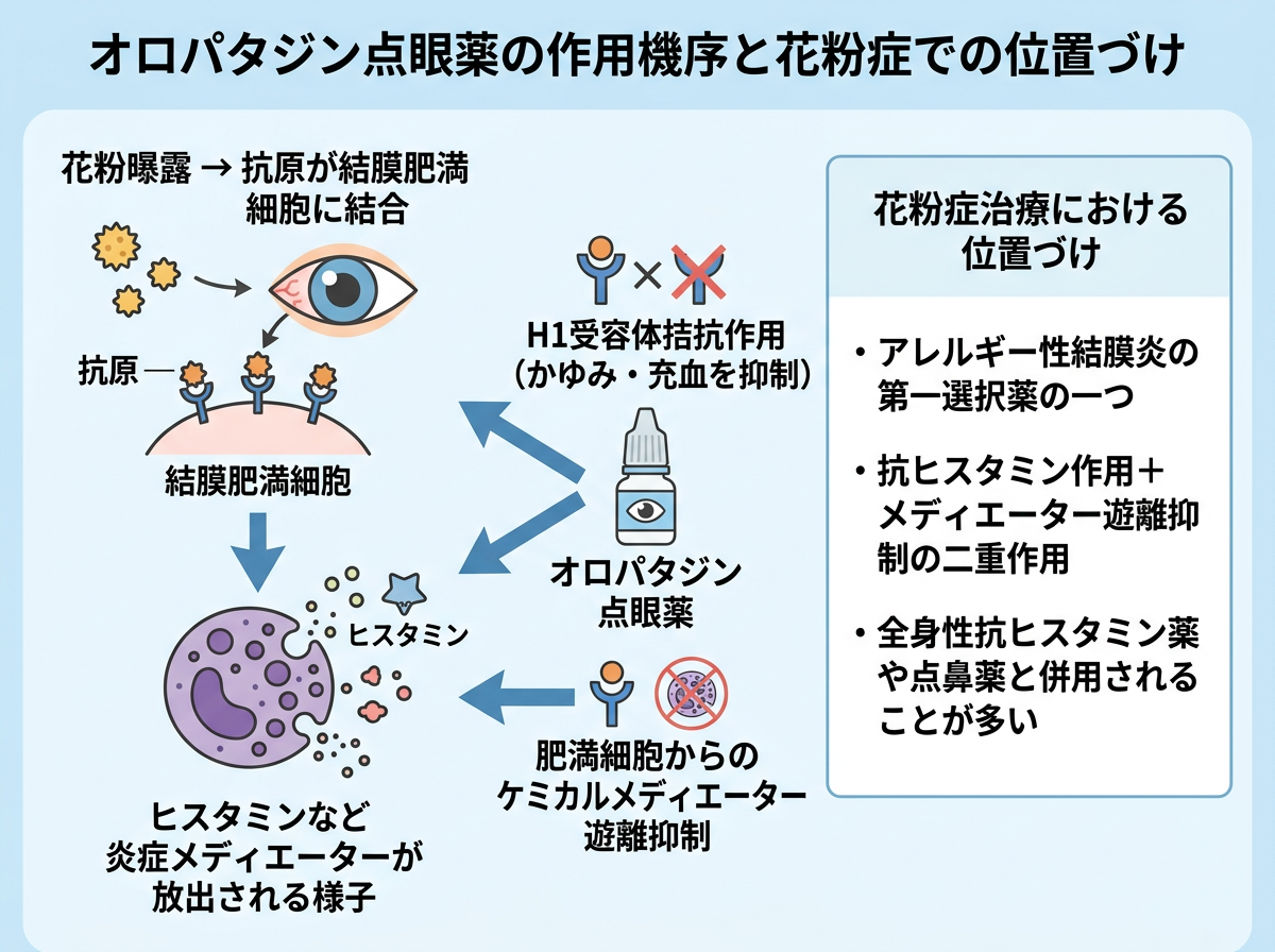 オロパタジン目薬の作用機序と花粉症における位置づけ