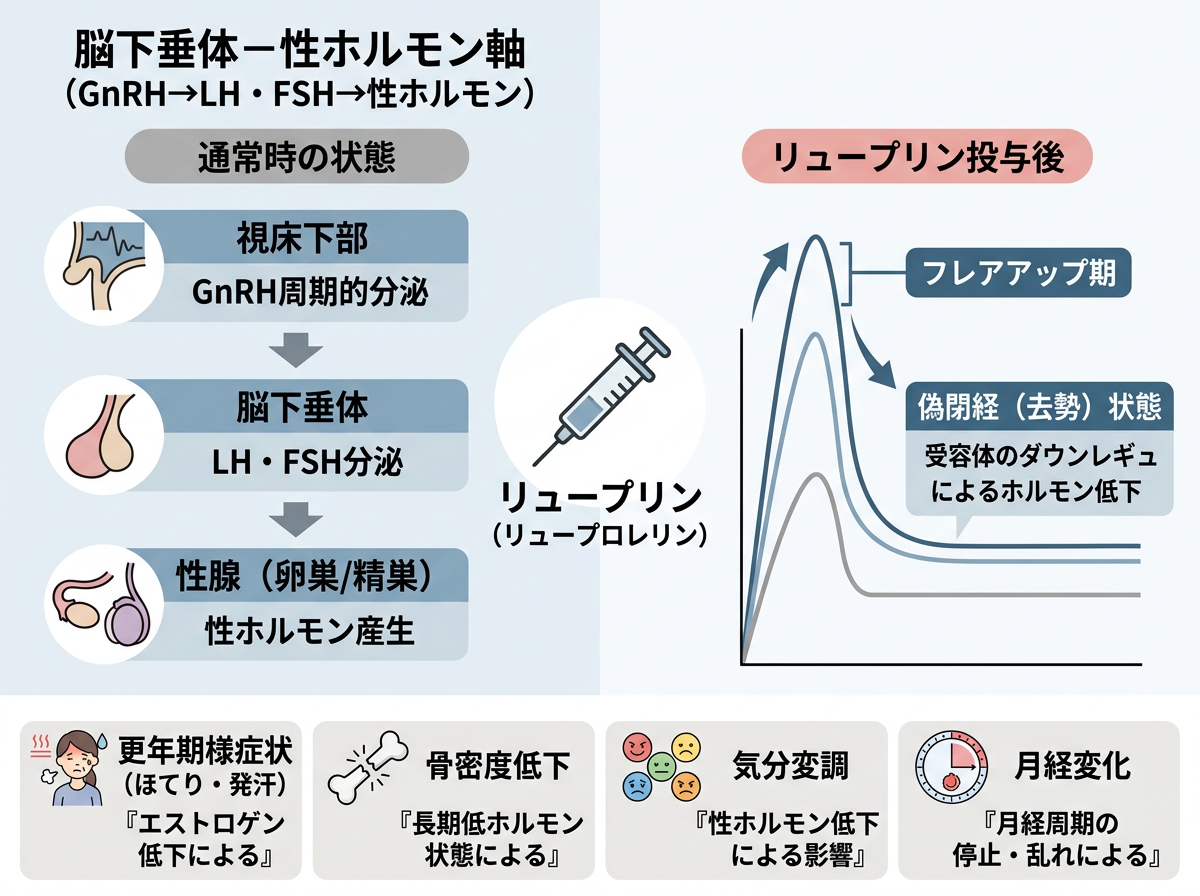 リュープリンの作用機序と副作用が起きる理由