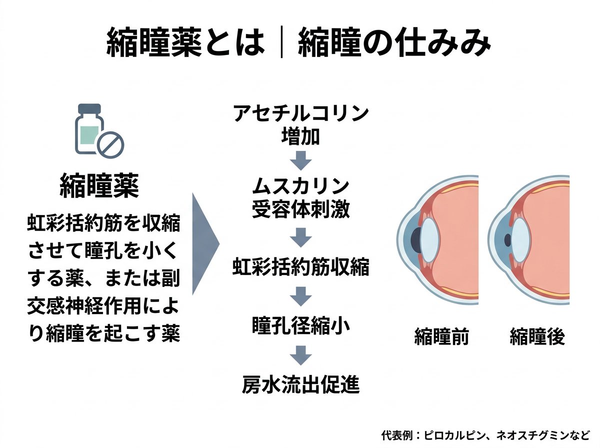 縮瞳薬とは何か｜縮瞳が起きるメカニズム