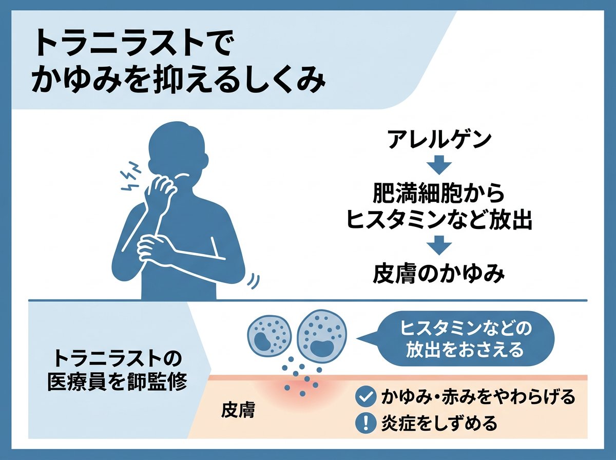 トラニラストの基本的な効果とアレルギー抑制の仕組み